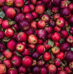 apples.png